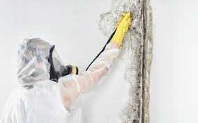 Best Asbestos and Lead Testing During Mold Inspection  in Chesterfield, MO